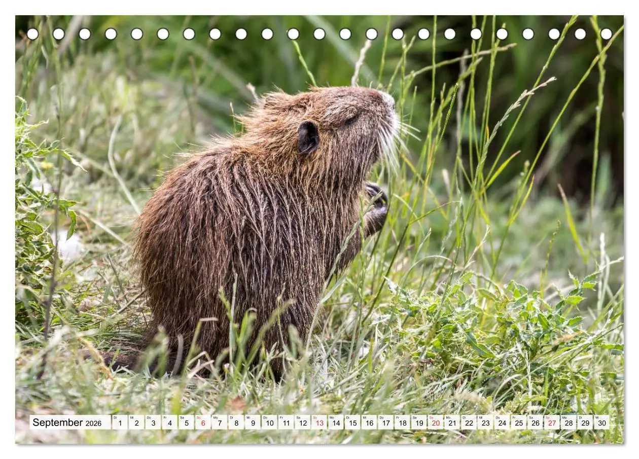 Bild: 9783457824795 | NUTRIA mit Nachwuchs (Tischkalender 2026 DIN A5 quer), CALVENDO...